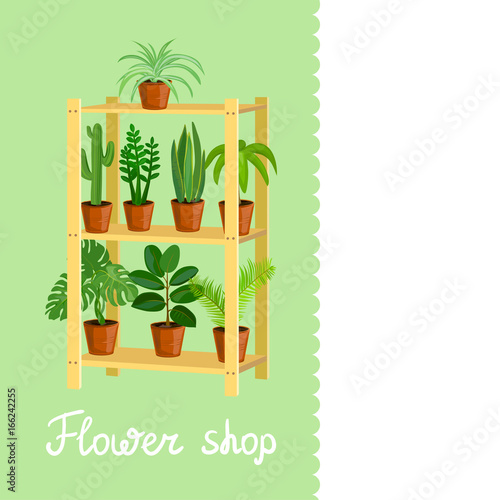 House plants. flower shop