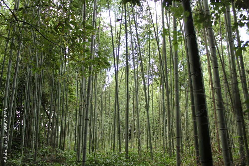 Fototapeta premium las bambusowy, japonia, gaj bambusowy
