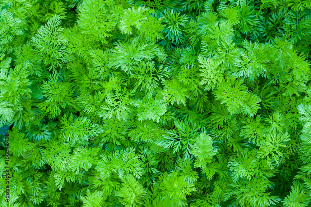 Green leaves of curly parsley Green leaves of curly parsley