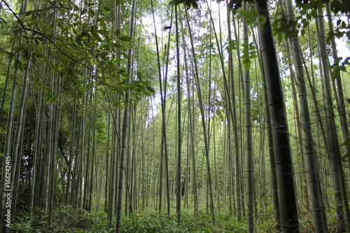 forêt de bambou, japon, bambouseraie
