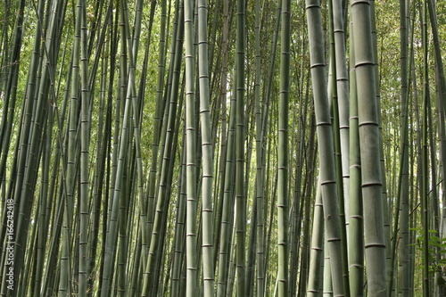 Fototapeta Naklejka Na Ścianę i Meble -  foret de bambou, bambouseraie, japon, arashiyama