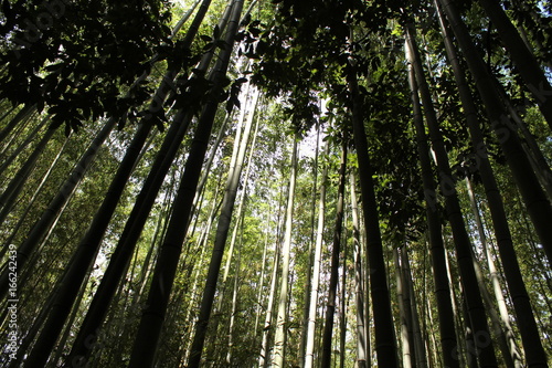 foret de bambou au japon, bambouseraie