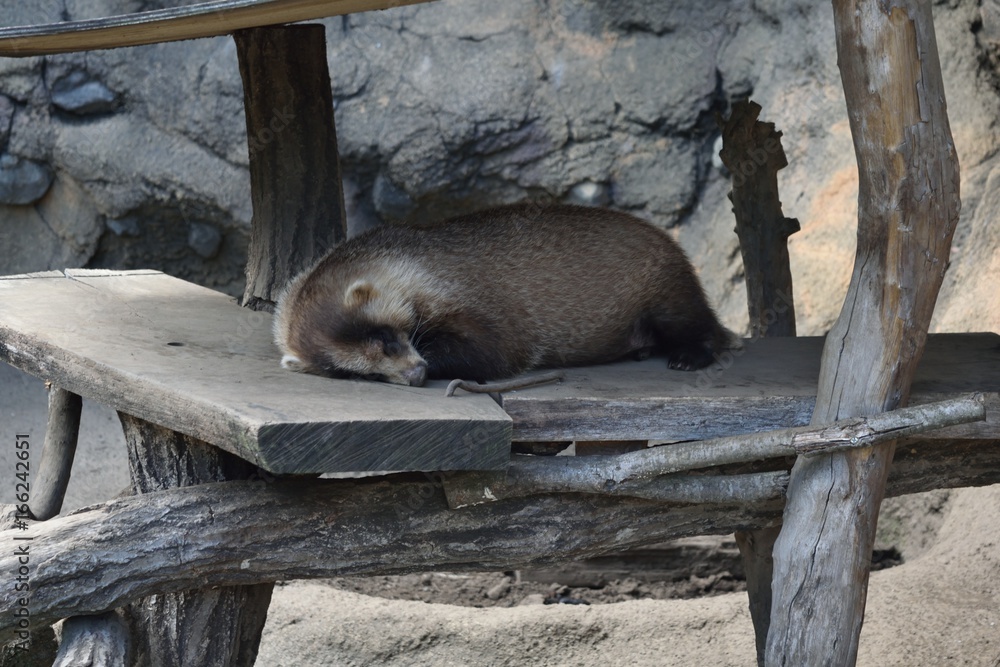 多摩動物公園 眠るニホンアナグマ Sleeping Meles Anakuma Japanese Badger Stock Photo Adobe Stock 多摩動物公園 眠るニホンアナグマ Sleeping Meles Anakuma Japanese Badger Stock Photo Adobe Stock