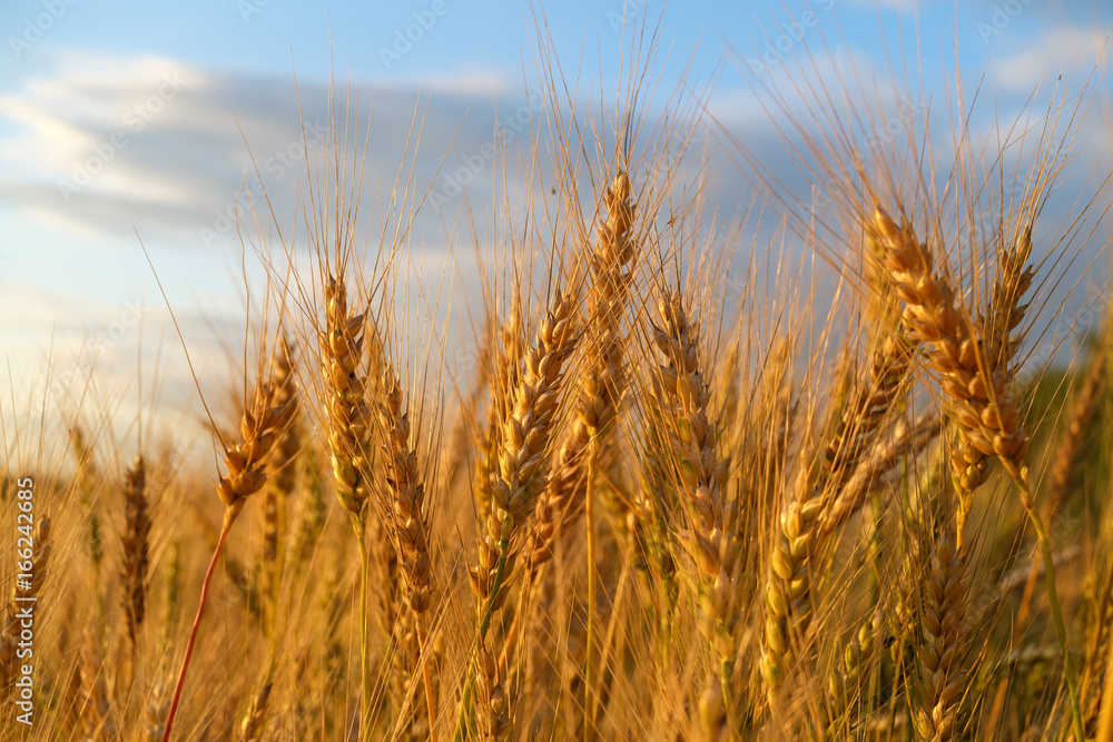 Obraz premium Golden ears of wheat at sunset