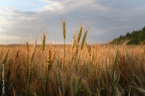 Golden ears of wheat at sunset