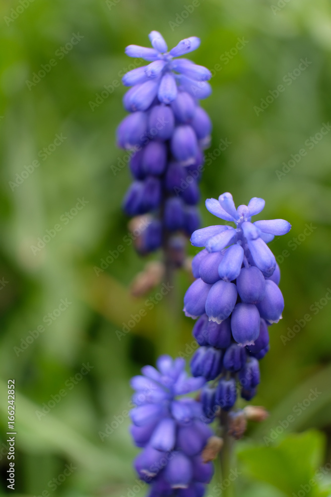 Blume Blume