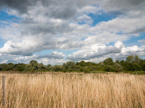 summer grass field outside with trees and sky and clouds