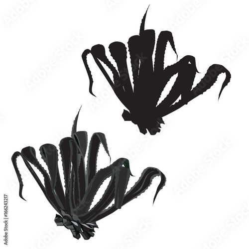 The agave is American, the grayscale image and a black-and-white silhouette