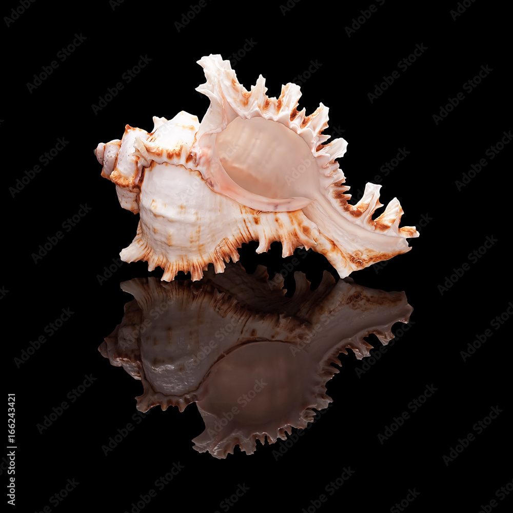 Seashell on a black background isolated Seashell on a black background isolated