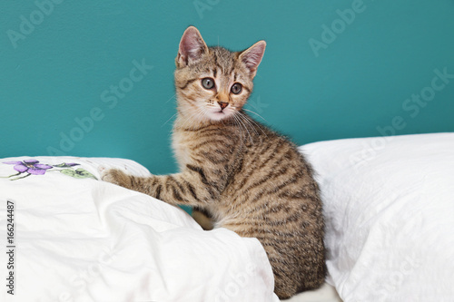 jeune chaton tigré tabby dans maison © mariesacha