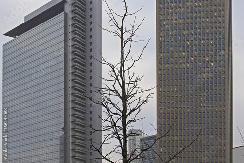View of a tree in winter with skyscrapers in the background. İmage tries to question harmony of urban developments of urban city life and nature.