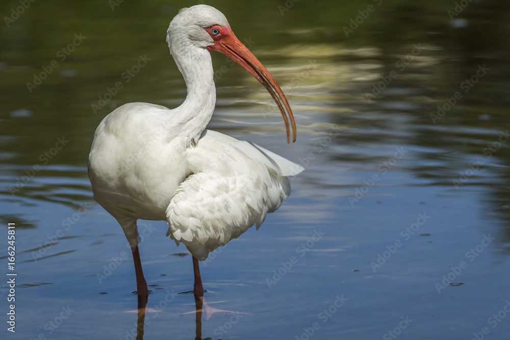 Ibis holds out wing.