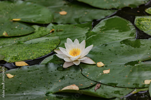 White water Lily  lat. Nymphaea alba 