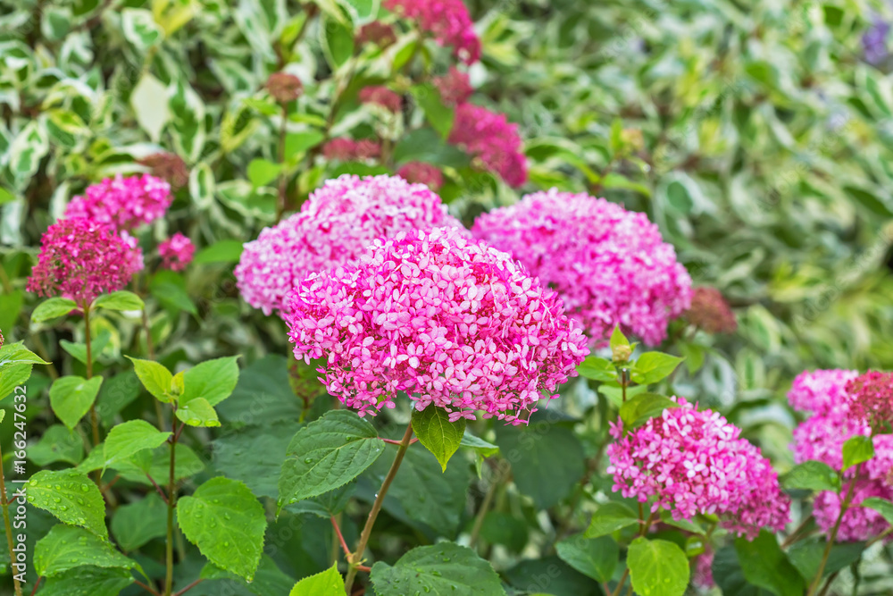 Obraz premium Pink hydrangea tree varieties 