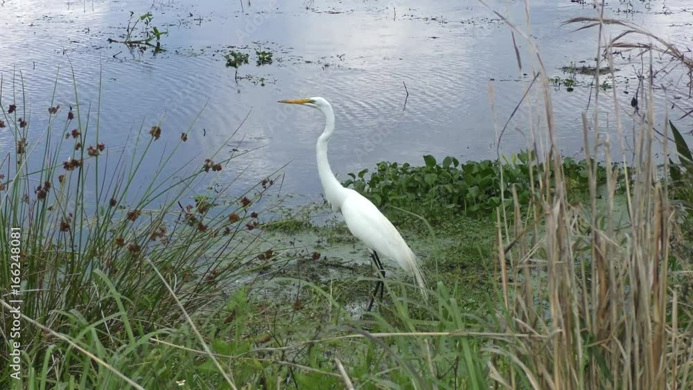 Great Egret fishing near lake Great Egret fishing near lake