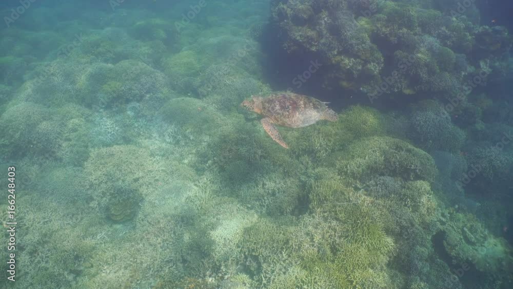 Sea turtle swimming underwater over corals. Sea turtle moves its flippers in the ocean under water. Wonderful and beautiful underwater world. Diving and snorkeling in the tropical sea. 4K video Sea turtle swimming underwater over corals. Sea turtle moves its flippers in the ocean under water. Wonderful and beautiful underwater world. Diving and snorkeling in the tropical sea. 4K video
