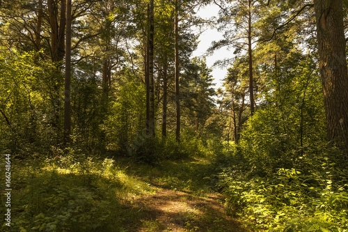 Summer landscape in forest © fotografermen