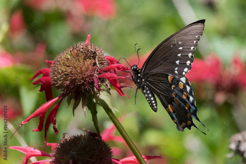 Fototapeta premium Black Swallowtail