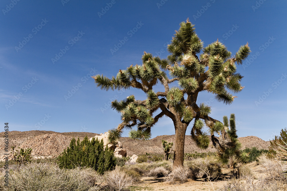 Landscape of Mojave desert and Joshua tree in California, USA