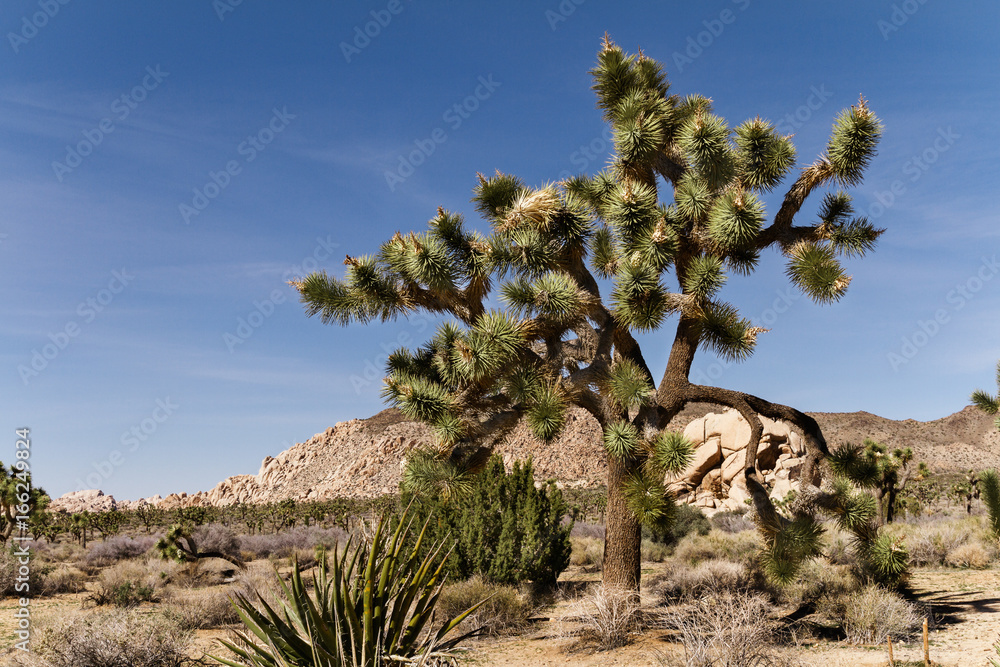 Landscape of desert and Joshua tree in California, USA Landscape of desert and Joshua tree in California, USA