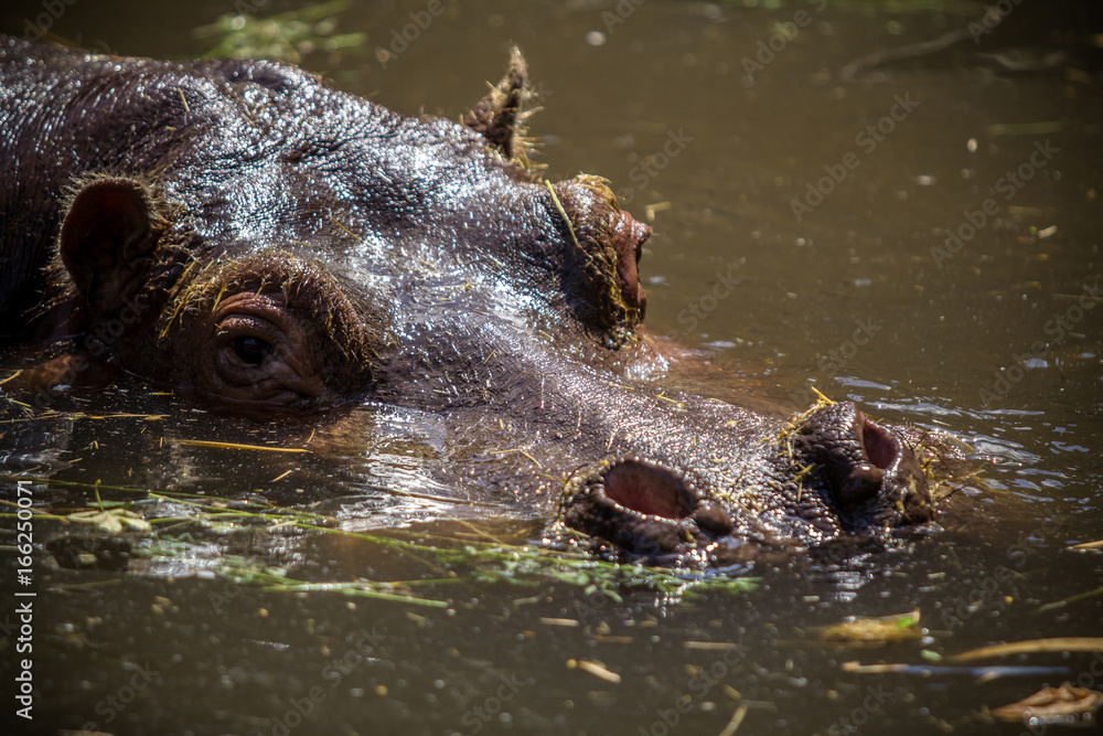 Hippo in water