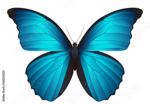 Beautiful butterfly isolated on a white background