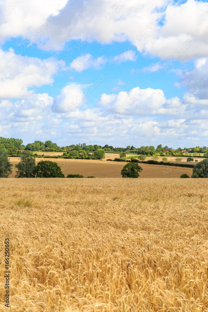 Fototapeta premium Suffolk Summer Landscape