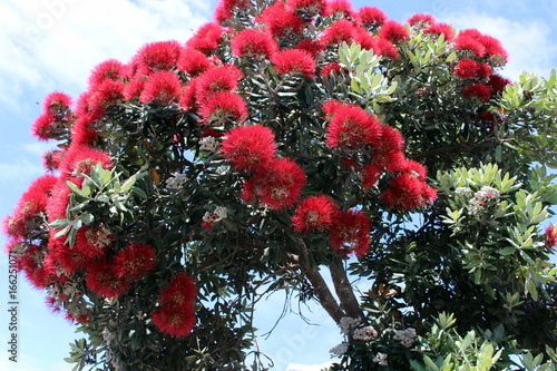 Bright red flowers of a pohutukawa tree, Azores