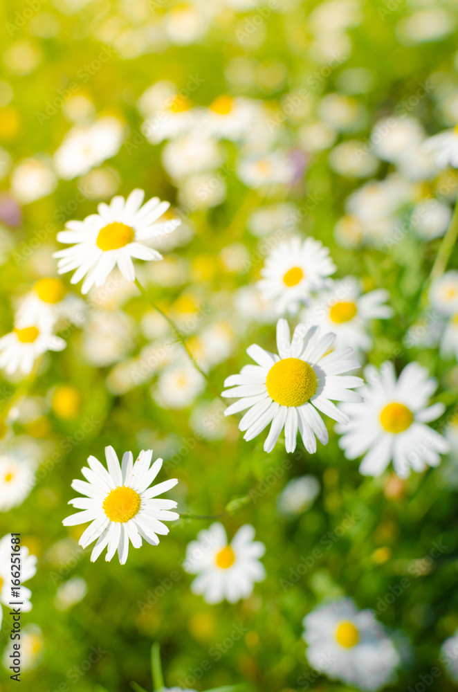 Meadow of chamomile flowers