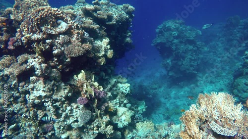 Wallpaper Mural Coral reef, tropical fish. Warm ocean and clear water. Underwater world. Diving and Snorkelling. Torontodigital.ca