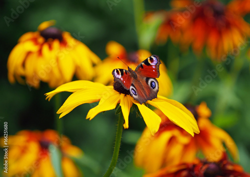 European Peacock butterfly on brightly yellow flowers