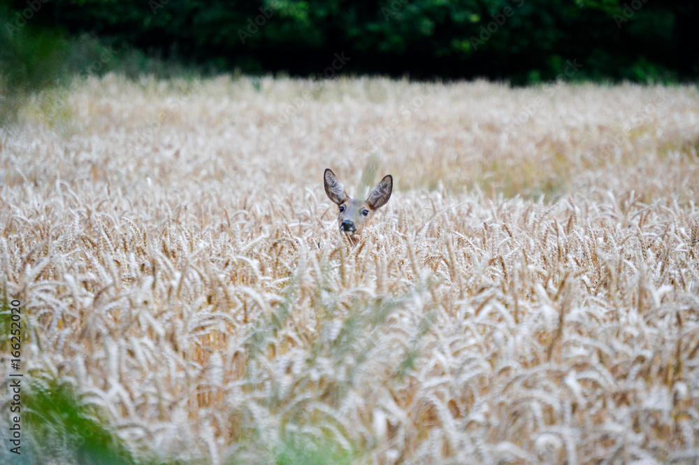 Obraz premium Reh im Getreidefeld