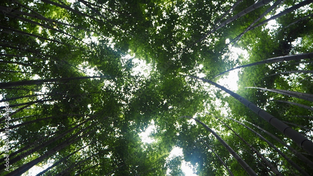 Fototapeta premium Forêt de bambous