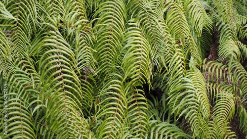 Wallpaper Mural Fougères Torontodigital.ca