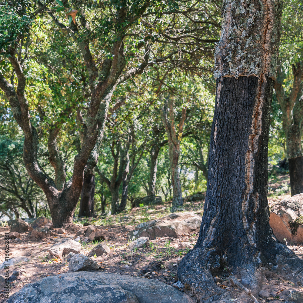Korkeiche mit teilweise geschältem Stamm in Andalusien