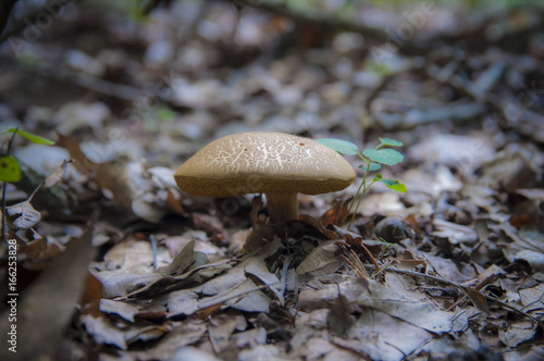 Маленький неприметный гриб растущий в лесу