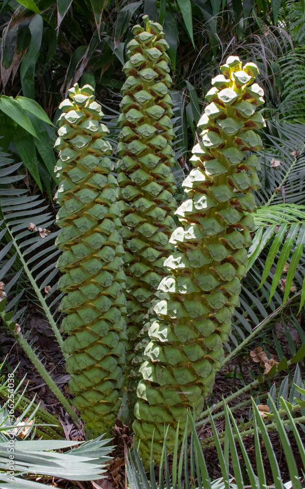 Fototapeta premium Sago Blooms, male