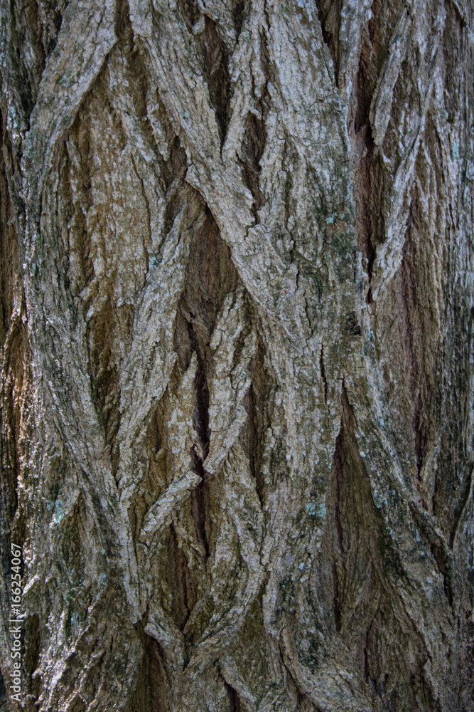 Obraz premium Barks, Tree Trunks, Textures, Patterns and more