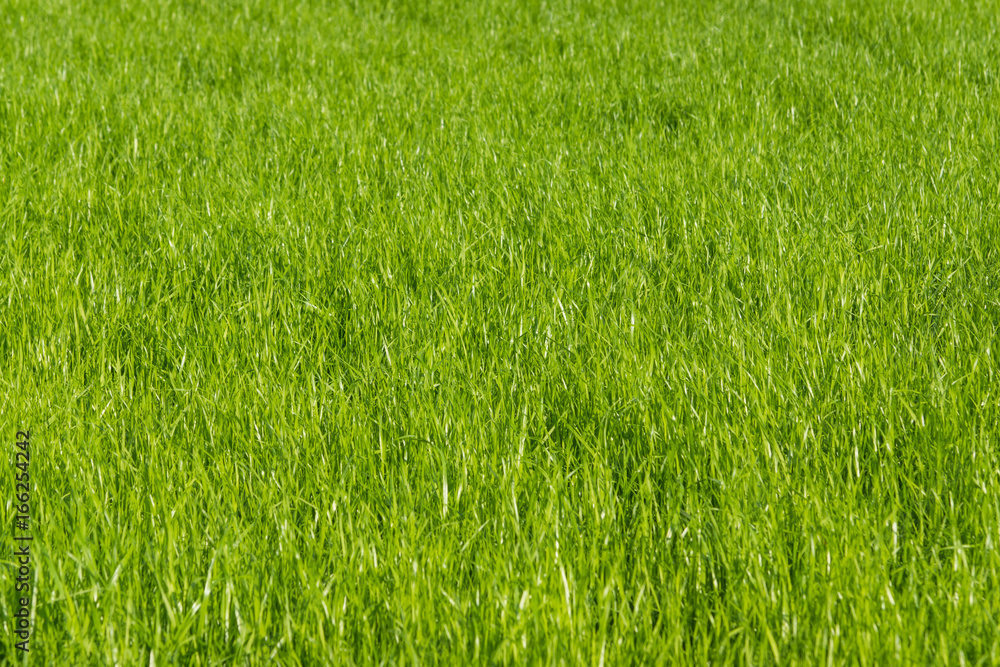 Lawn in summer on a sunny day - fresh green grass
