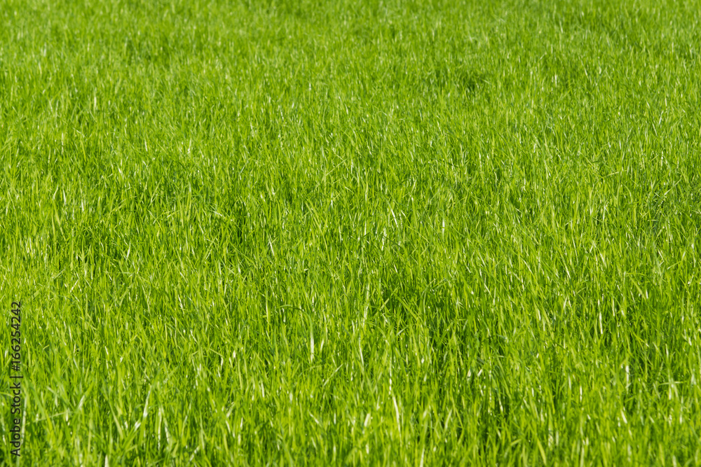 Lawn in summer on a sunny day - fresh green grass Lawn in summer on a sunny day - fresh green grass