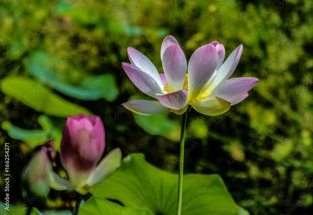 Lotus Lily and Stem Lotus Lily and Stem