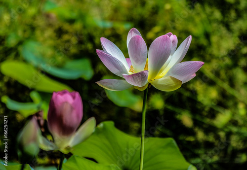 Lotus Lily and Stem