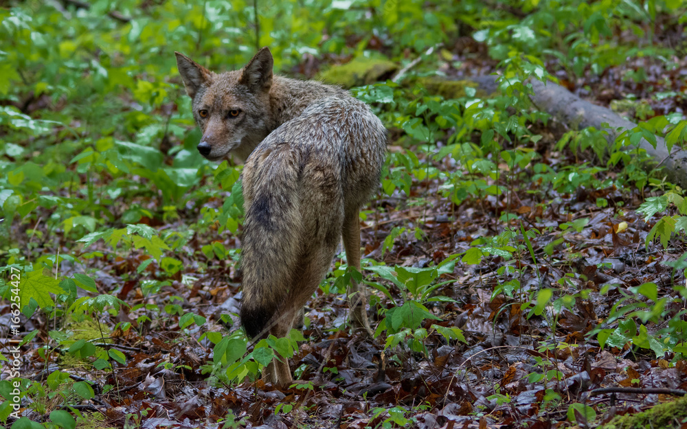 Coyote with Eyes-on-You Coyote with Eyes-on-You