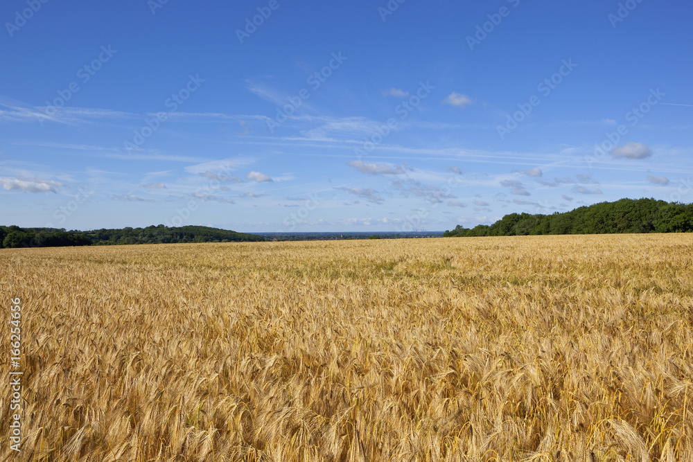 barley and woodland