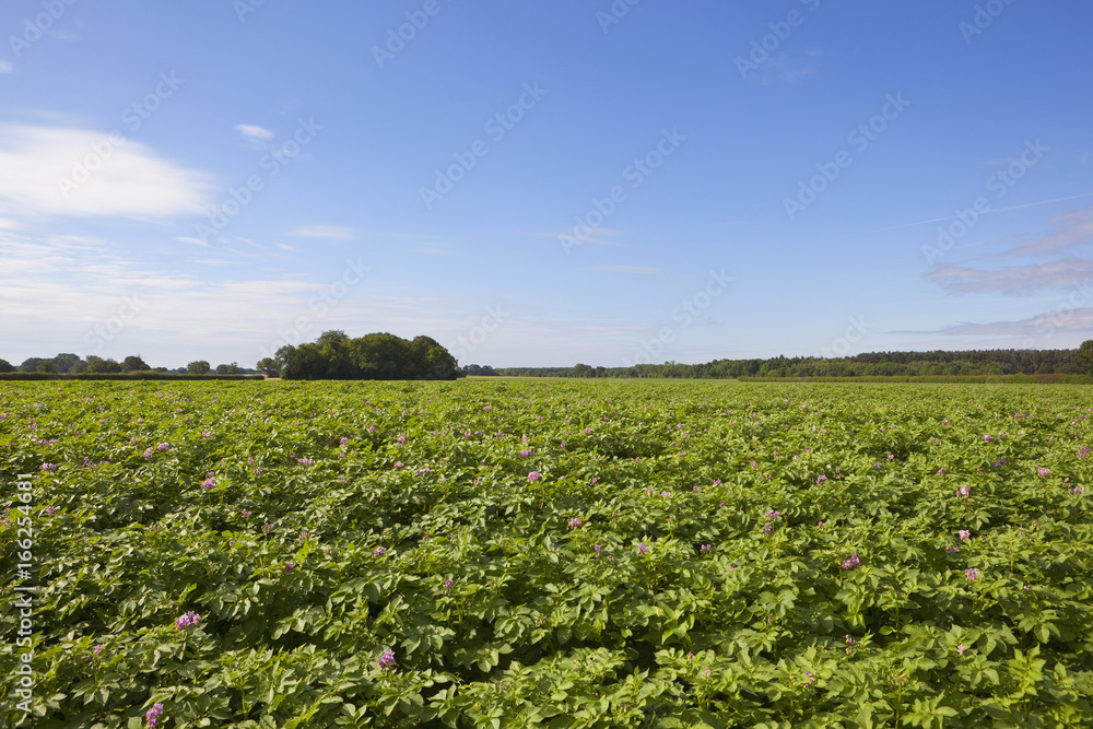 flowering potato crop