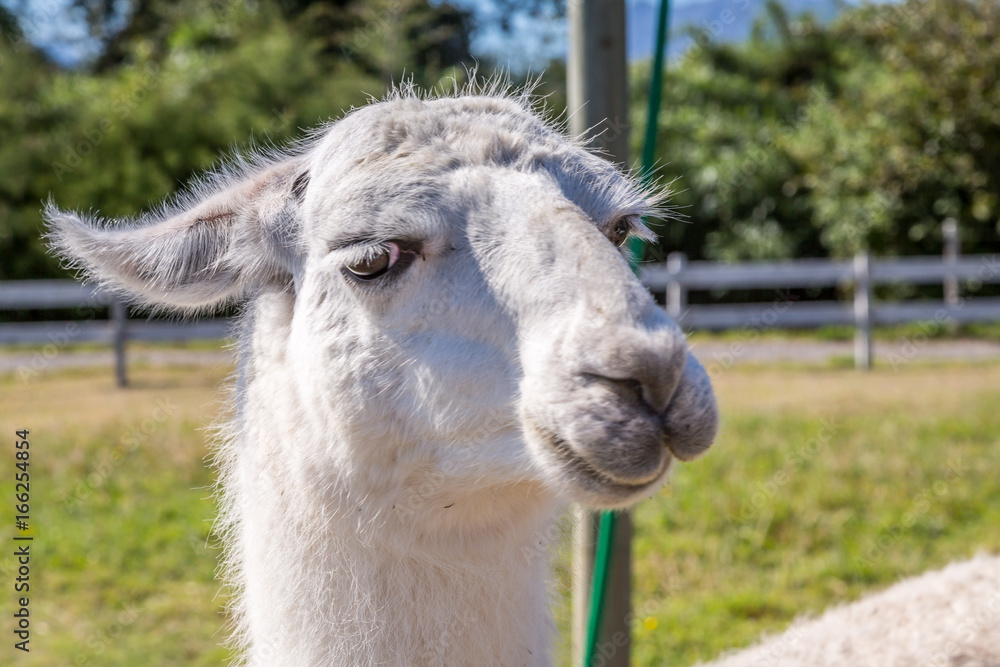 Obraz premium Lamas in Patagonia. Captured in a Lama Farm.