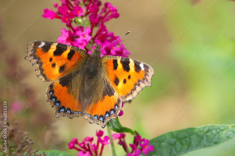 Schmetterling kleiner Fuchs Aglais urticae Schmetterling kleiner Fuchs Aglais urticae