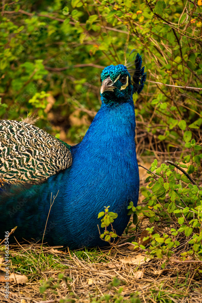 Obraz premium Peacock sitting