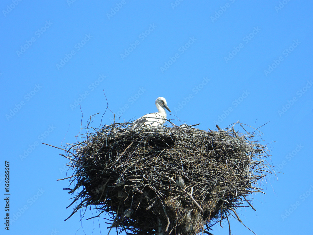 Fototapeta premium Stork in a nest against the blue sky.