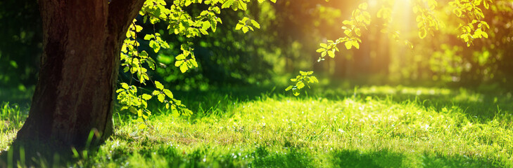 Fototapete Bäume Alte Eiche im Morgenlicht  © candy1812